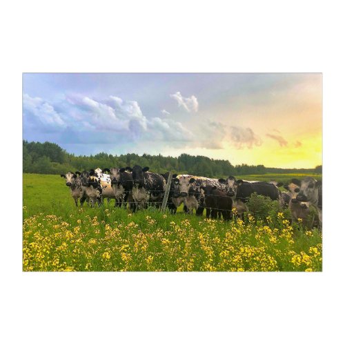 Speckle Park Cattle Under Rain Shower Sunset Sky Acrylic Print