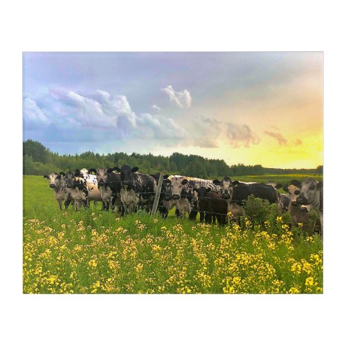 Speckle Park Cattle Under Rain Shower Sunset Sky Acrylic Print