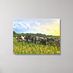 Speckle Park Cattle Under Rain Shower, Sunset Sky Canvas Print