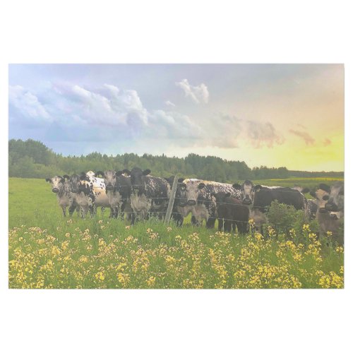 Speckle Park Cattle Under Rain Shower Sunset Sky Gallery Wrap