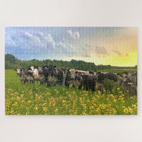 Speckle Park Cattle Under Rain Shower Sunset Sky Jigsaw Puzzle