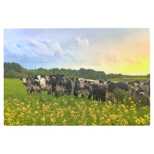 Speckle Park Cattle Under Rain Shower Sunset Sky Metal Print