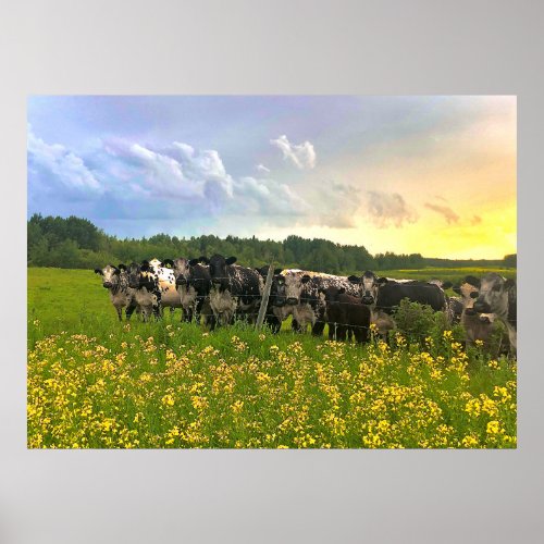 Speckle Park Cattle Under Rain Shower Sunset Sky Poster