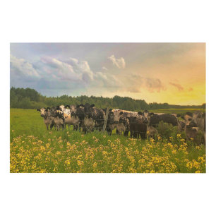Speckle Park Cattle Under Rain Shower, Sunset Sky Wood Wall Art