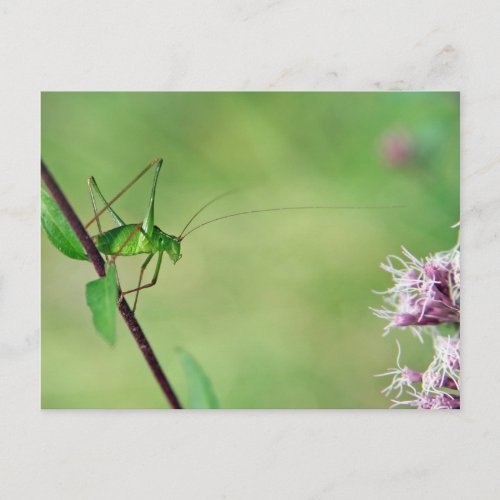 Speckled Bush_Cricket Leptophyes punctatissima Postcard