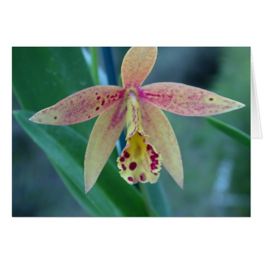 Speckled Cattleya Orchid Cards (Front Horizontal)