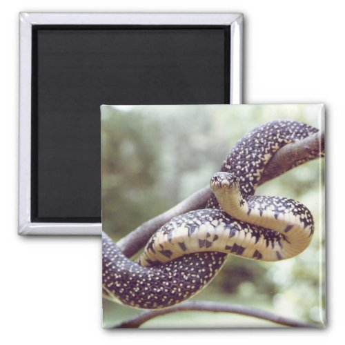 Speckled King Snake Magnet