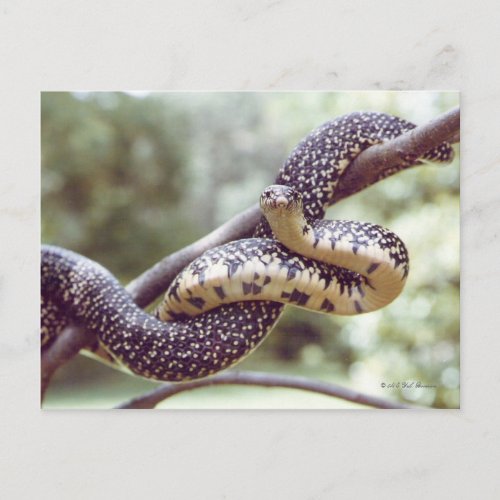 Speckled King Snake Postcard