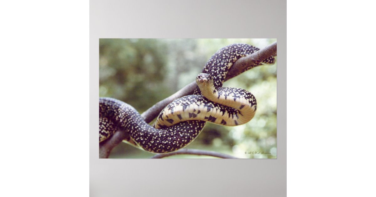 Speckled King Snake Poster | Zazzle