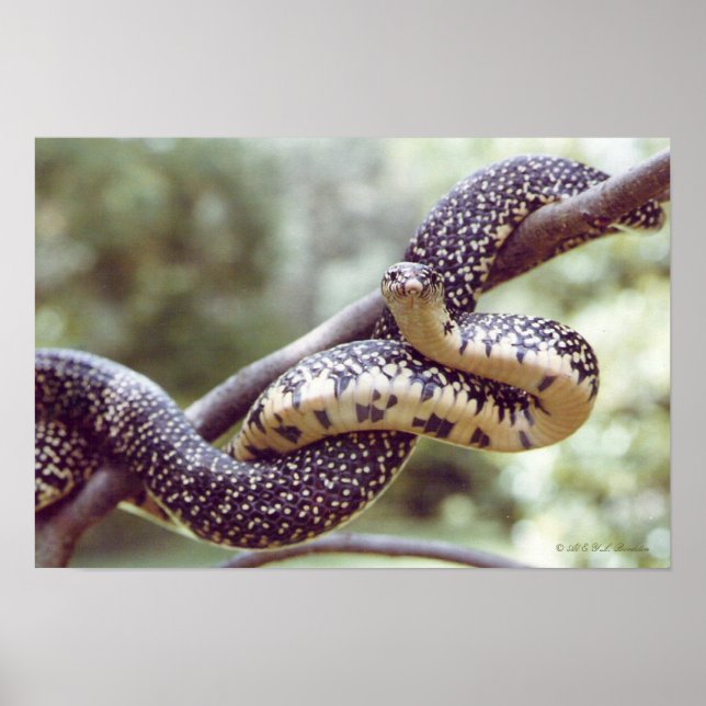 Speckled King Snake Poster (Front)