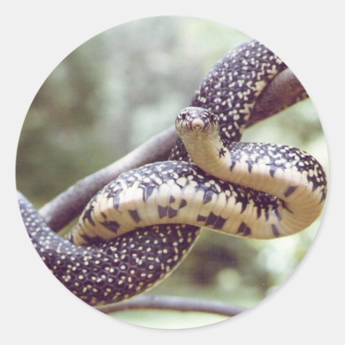 Speckled King Snake Sticker