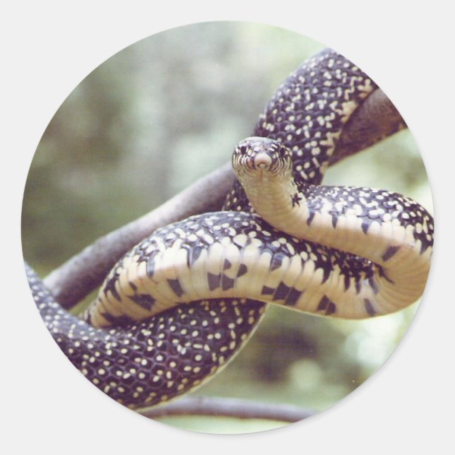 Speckled King Snake Sticker (Front)