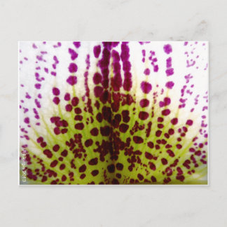 Speckled Phalaenopsis Orchid Postcard