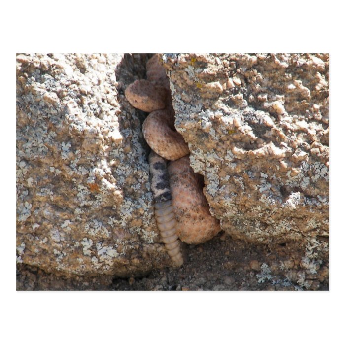 Speckled Rattlesnake Post Cards