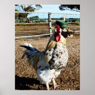 Speckled Rooster On Farm, Poster