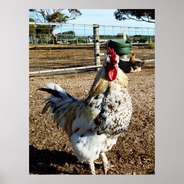 Speckled Rooster On Farm, Poster (Front)