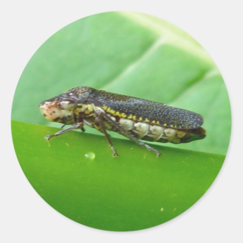 Speckled Sharpshooter Leaf Hopper Items Classic Round Sticker