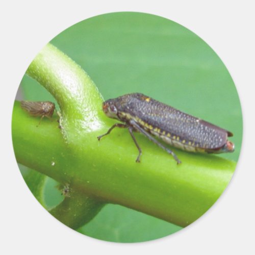 Speckled Sharpshooter Leaf Hopper Items Classic Round Sticker