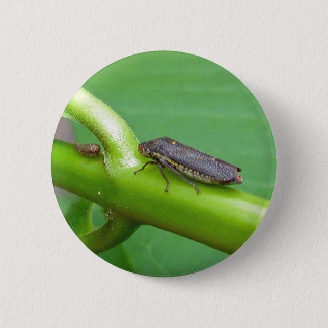 Speckled Sharpshooter Leaf Hopper Items Pinback Button (Front)