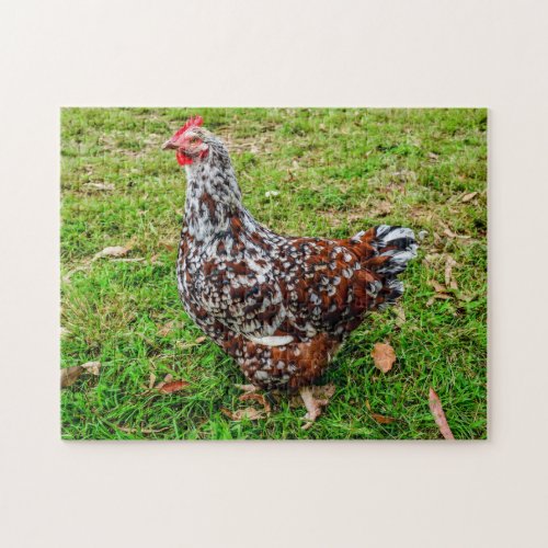 Speckled Sussex Calico Chicken Hen Jigsaw Puzzle