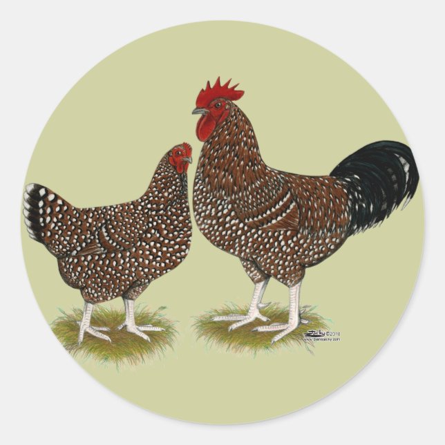 Speckled Sussex Chickens Classic Round Sticker (Front)