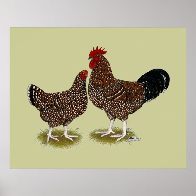 Speckled Sussex Chickens Poster (Front)