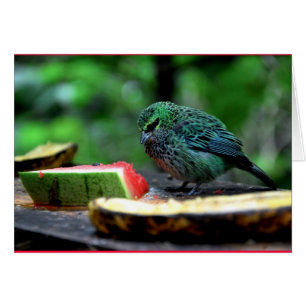 "Speckled Tanager"