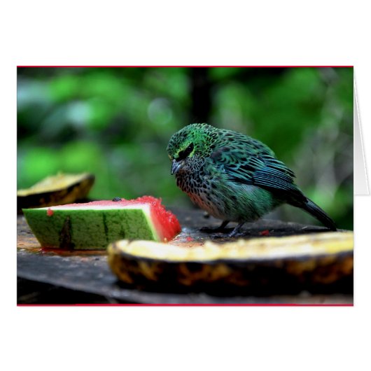 "Speckled Tanager" Cards (Front Horizontal)