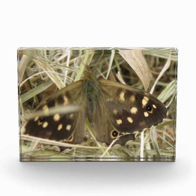 Speckled Wood Butterfly Decorative Award (Front)