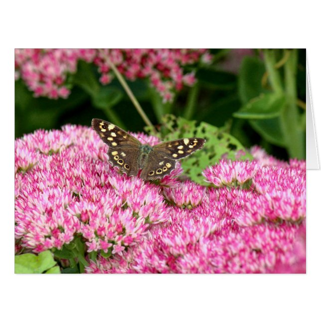Speckled Wood - Butterfly on Sedum (Front Horizontal)