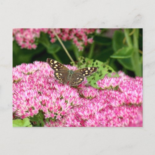 Speckled Wood _ Butterfly on Sedum Postcard