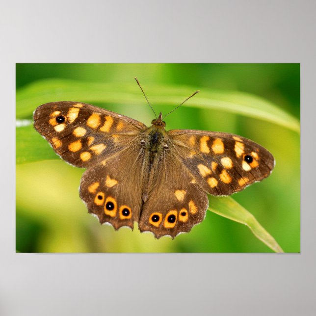Speckled wood butterfly poster (Front)