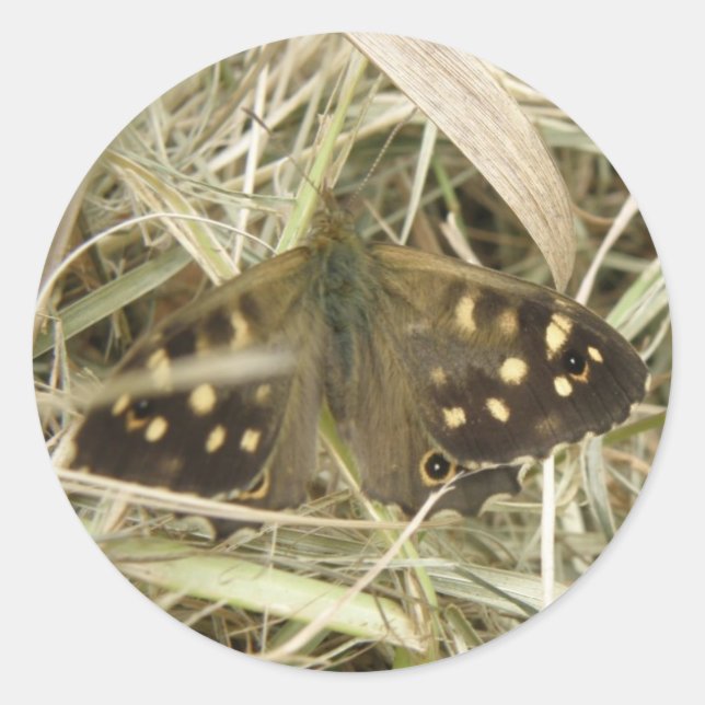 Speckled Wood Butterfly Stickers (Front)