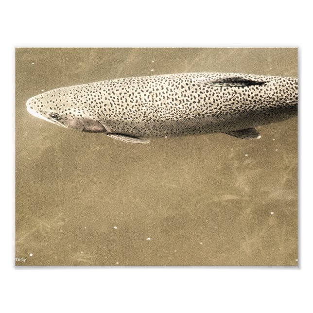 Speckles Photo Print (Front)