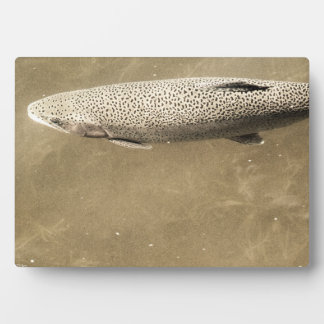 Speckles Plaque