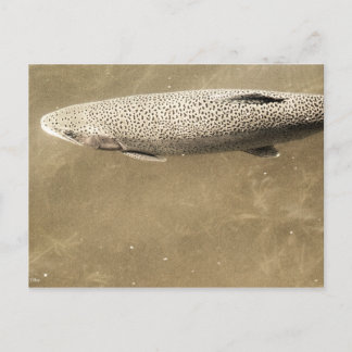 Speckles Postcard