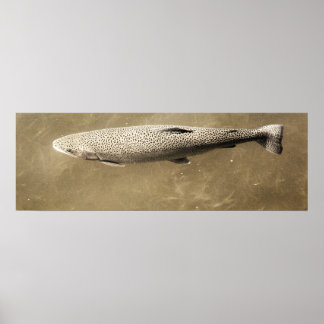 Speckles Poster