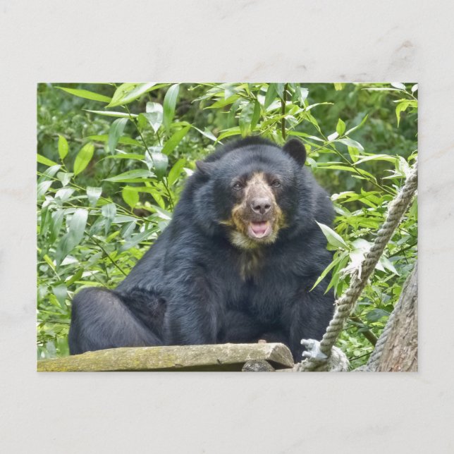 Spectacled Bear - Postcard (Front)