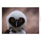 Spectacled Owl (Front Horizontal)