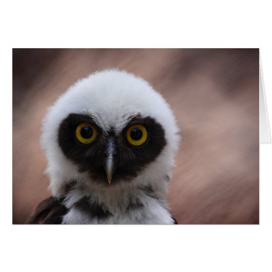 Spectacled Owl Cards (Front Horizontal)