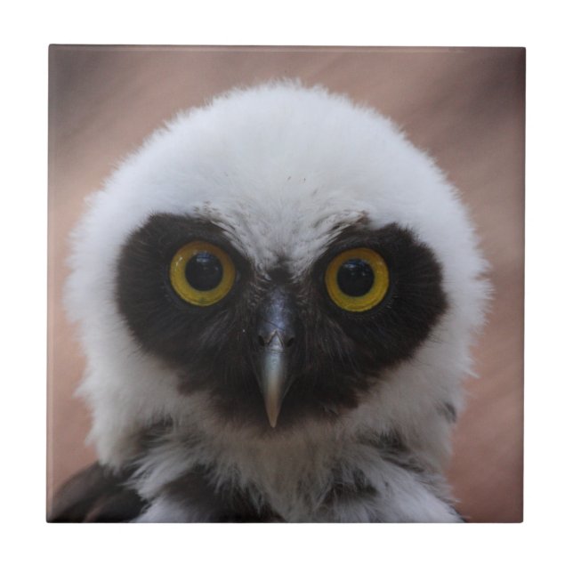 Spectacled Owl Ceramic Tile (Front)