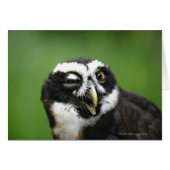 Spectacled Owl (Pulsatrix perspicillata) (Front Horizontal)