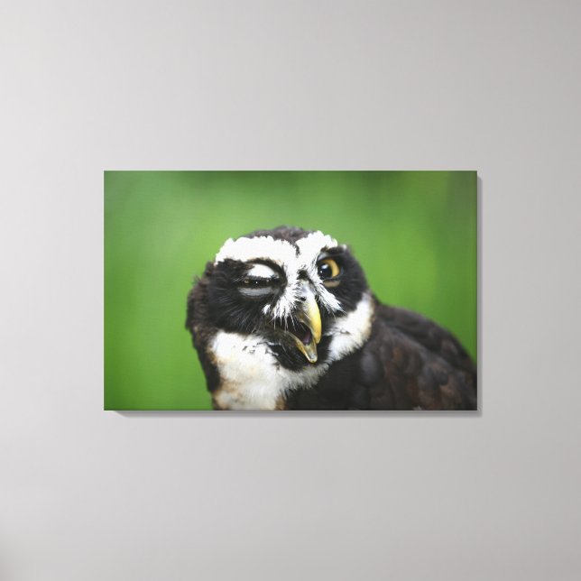 Spectacled Owl (Pulsatrix perspicillata) Canvas Print (Front)