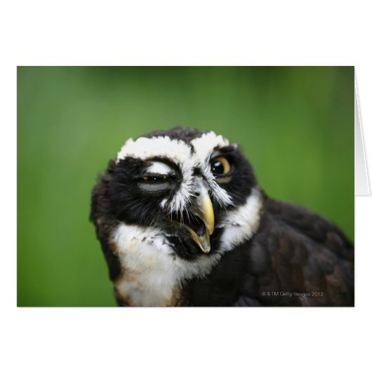 Spectacled Owl (Pulsatrix perspicillata) Cards (Front Horizontal)