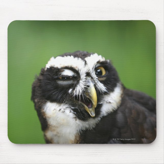 Spectacled Owl (Pulsatrix perspicillata) Mouse Pad (Front)