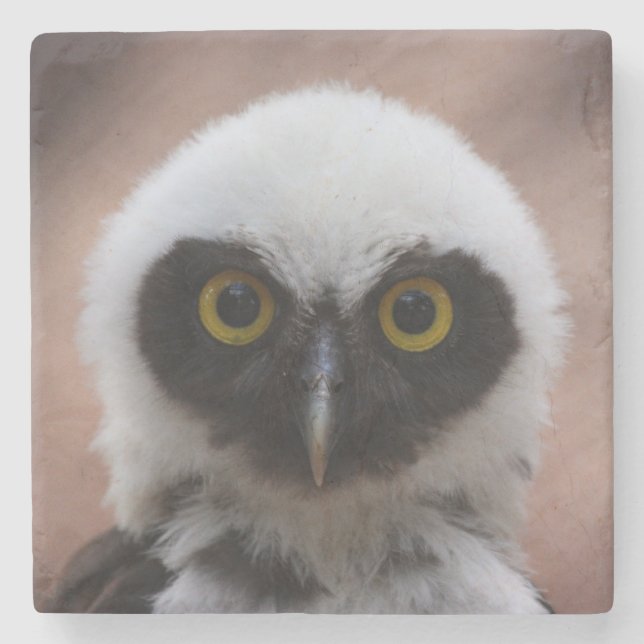 Spectacled Owl  Stone Coaster (Front)