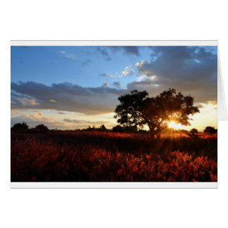 Spectacular African Sunset Cards