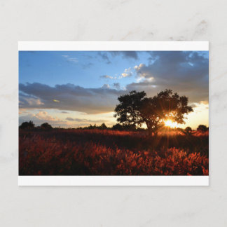 Spectacular African Sunset Postcard