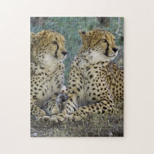 Spectacular Cheetah Jigsaw Puzzle