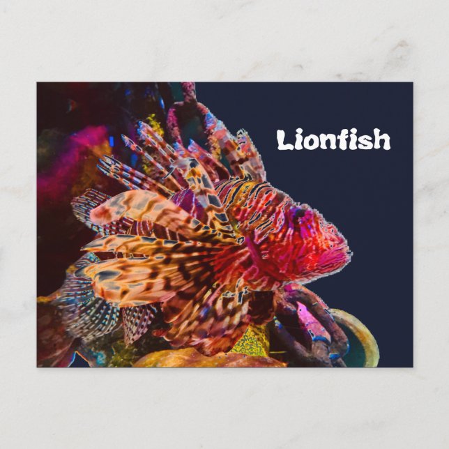 Spectacular Lionfish Postcard (Front)